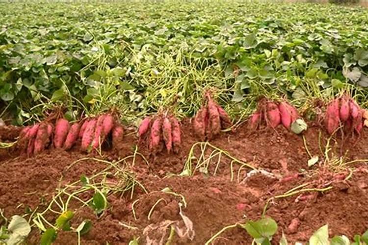 种红薯用什么肥料合适 种红薯用啥肥料合适
