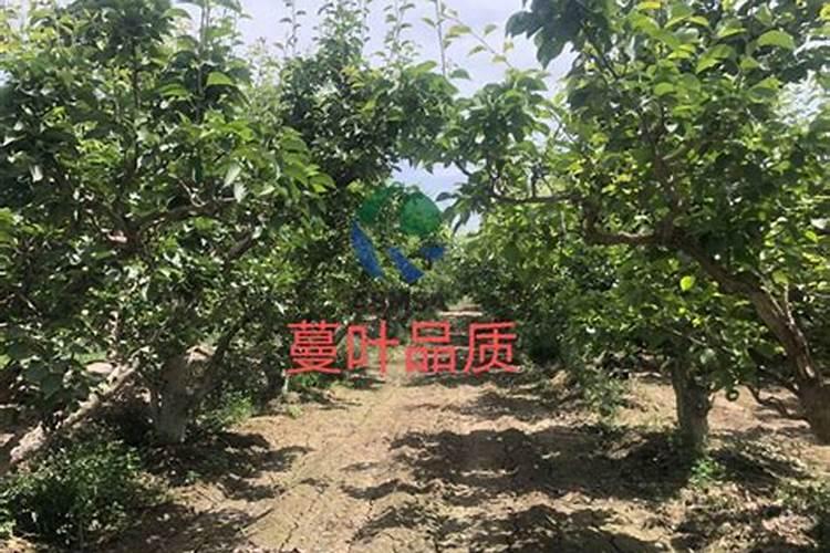 梨树套袋后施肥技术 梨树什么时候套袋好如何施肥
