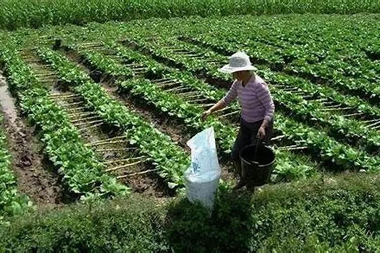 月季多久施一次肥 施肥时间及方法