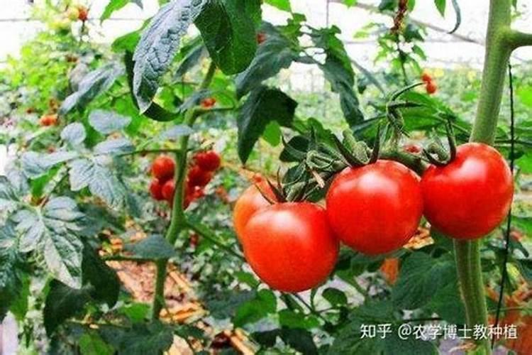 全水溶钾肥和硼砂一起浇西红柿吗