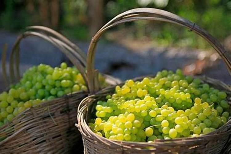 栀子花花肥用什么合适 肥料制作与使用方法