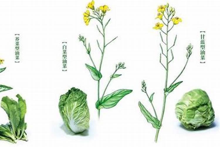 莪术的栽培技术和田间管理:醋三棱和醋莪术的作用