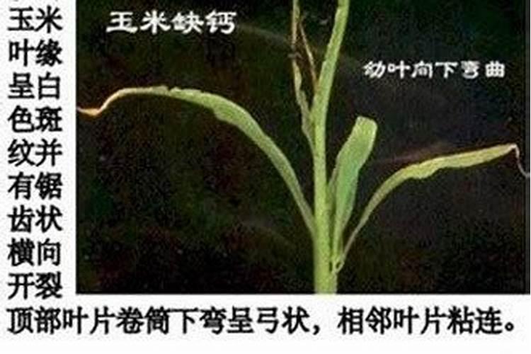 化肥具体的是指什么？