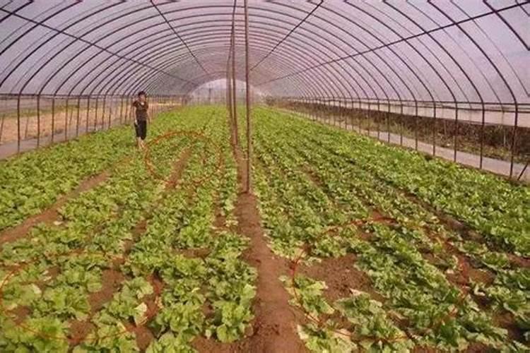 生菜肥料施用的技巧