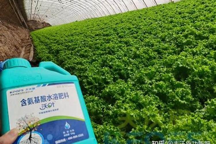 种生菜需要追肥吗？如何正确进行追肥？