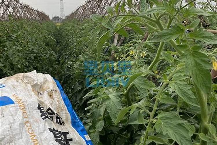 黄腐酸钾和海藻精能同时用吗？