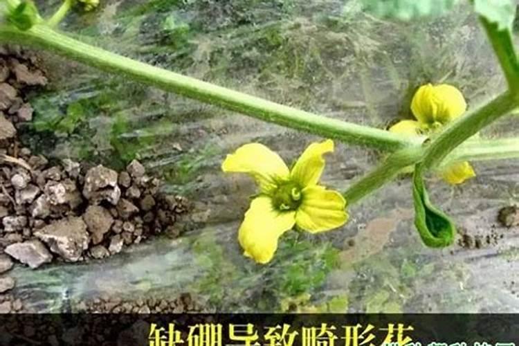 茶花施什么肥最好