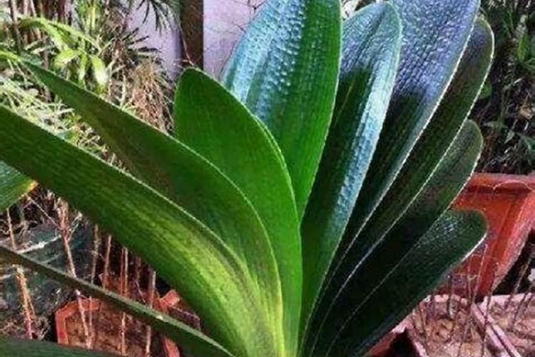 麦黄金叶面肥功效与作用