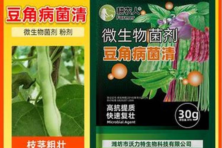 豇豆高产种植管理要点