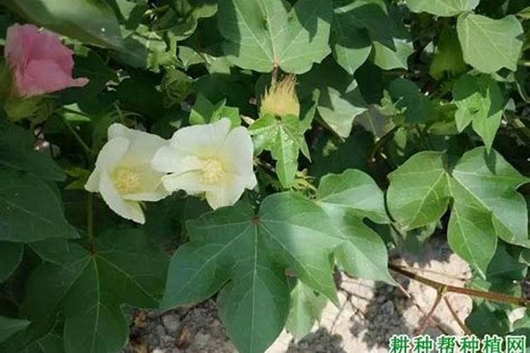 棉花红粉病防治方法