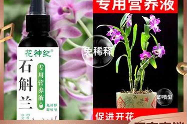 铁皮石斛用什么肥料好
