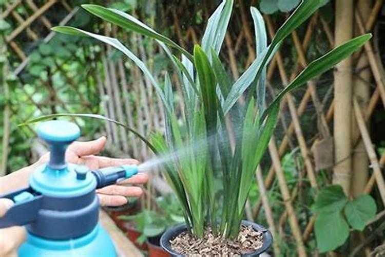 春季给兰花施用叶面肥需要注意什么？