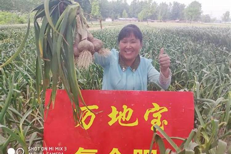 大蒜用什么肥料追肥好