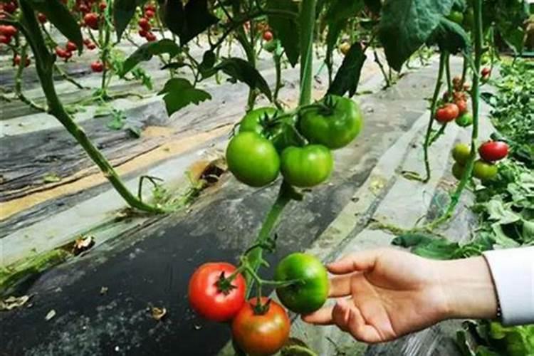 一棵枇杷树能用一斤尿素肥料吗？用完第三天枇杷树就黄了树叶全部干掉了...