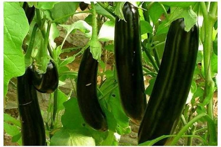 种植茄子要如何施肥