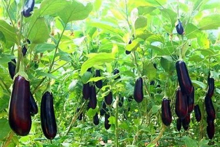 茄子用什么肥料好