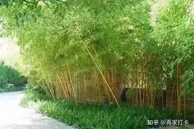 柚子树最怕什么