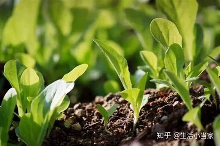 红掌用什么肥料最好(养护红掌的正确方法)