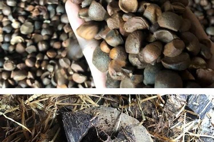 不妨一试茶籽饼的妙用