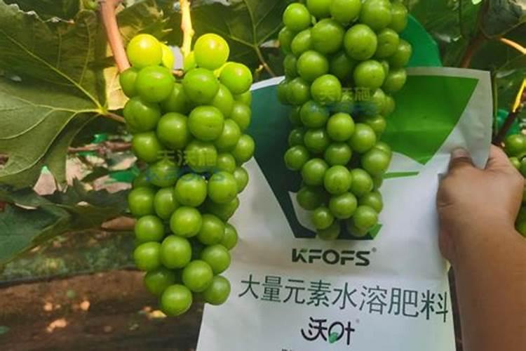 阳光玫瑰葡萄种植步骤？