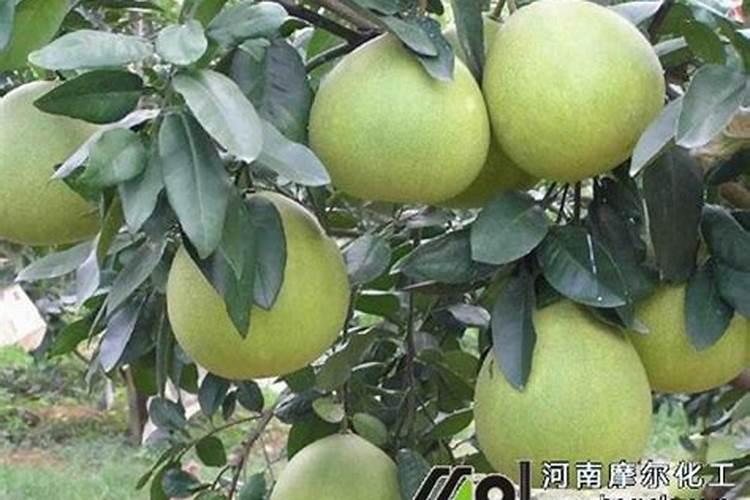水容肥给果树多久施肥一次