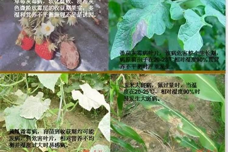 夏季大棚茄子为什么出现露籽现象？