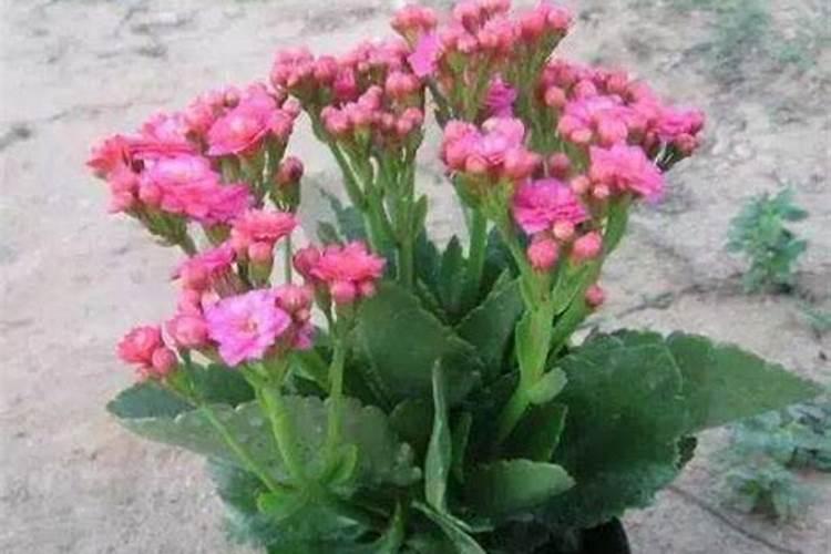 长寿花施肥时间和方法