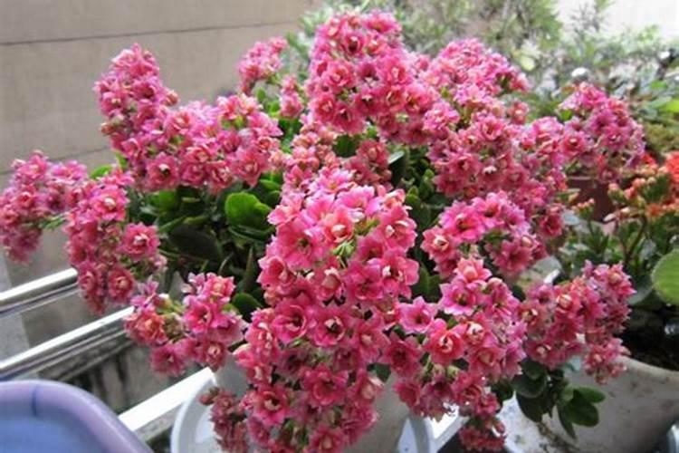 长寿花喜肥吗 喜欢施什么肥料