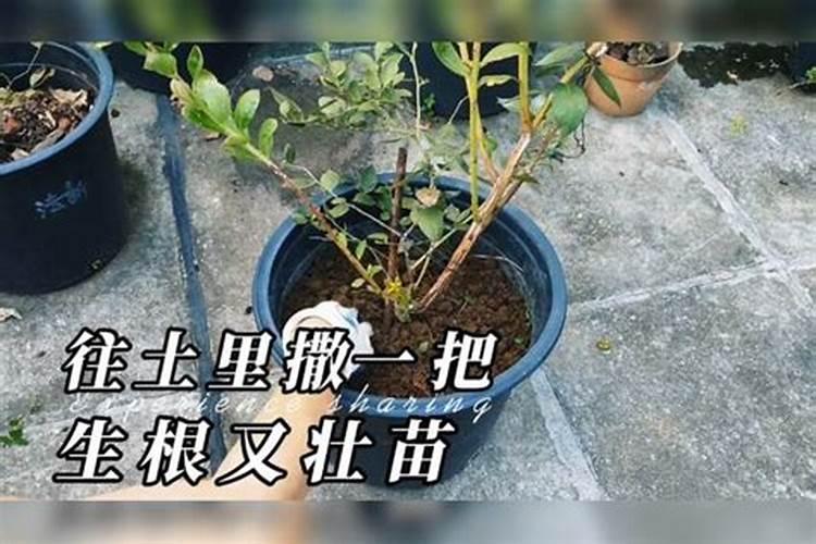 2299硝酸磷钾肥适合什么植物？