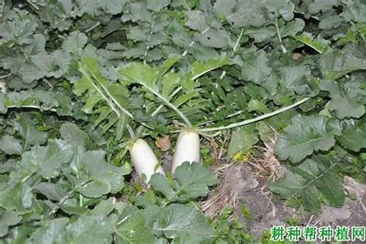 有什么方法发酵酒糟做肥料