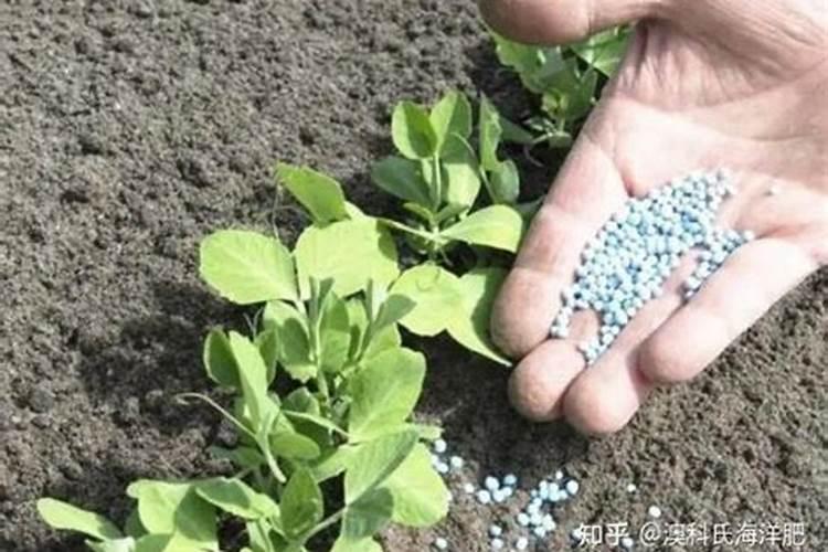 小葱撒草木灰怎么补救