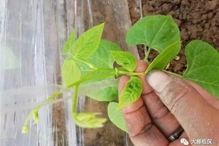 请问菠萝叶面肥那些比较安全