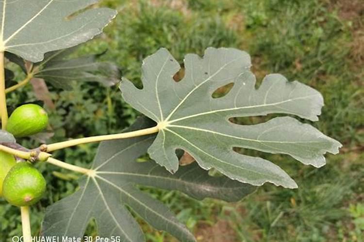 无花果树施什么肥合适