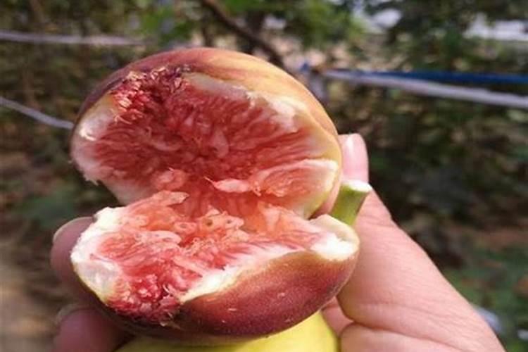 无花果追肥用什么肥料好