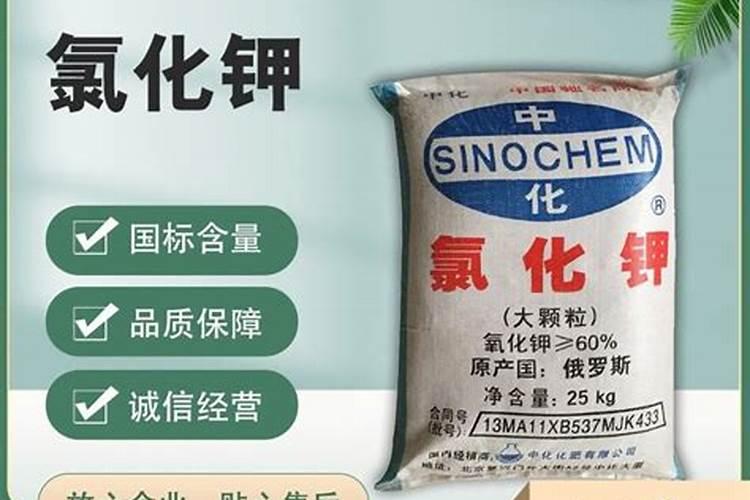 姜的主要品种