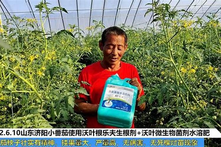 西红柿用什么肥料好