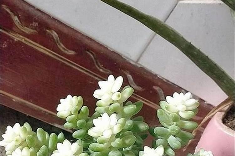 新玉缀多肉的养殖方法是什么