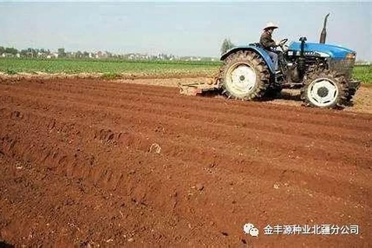 过磷酸钙能冲施吗？？