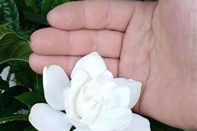 牡丹施肥方法,用什么肥好