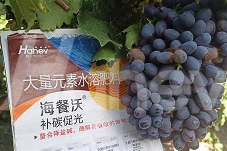 葡萄用什么肥料让葡萄颗粒大