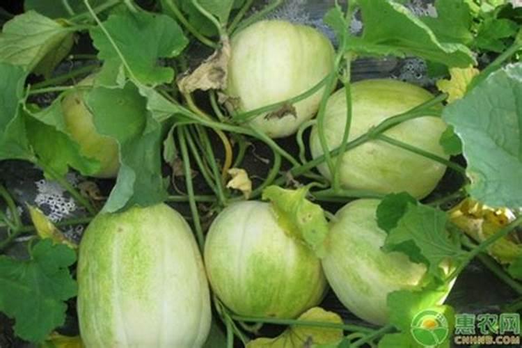 甜瓜授粉15天后冲平衡肥还是高钾肥好？