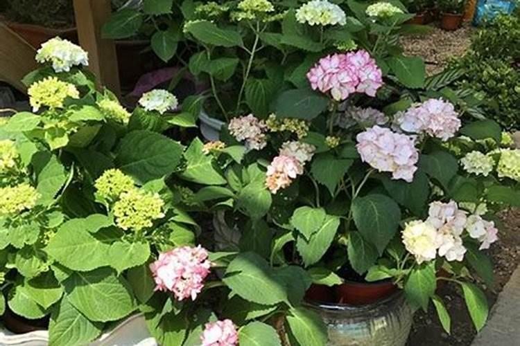 绣球用什么肥料最好