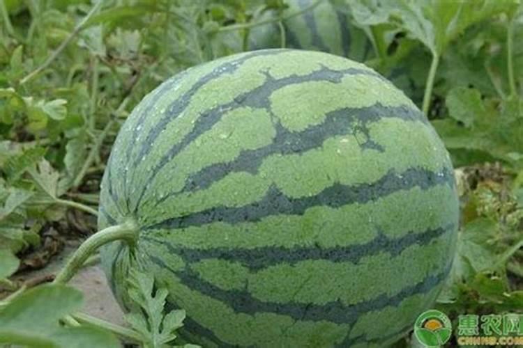 草莓开花前期用什么肥