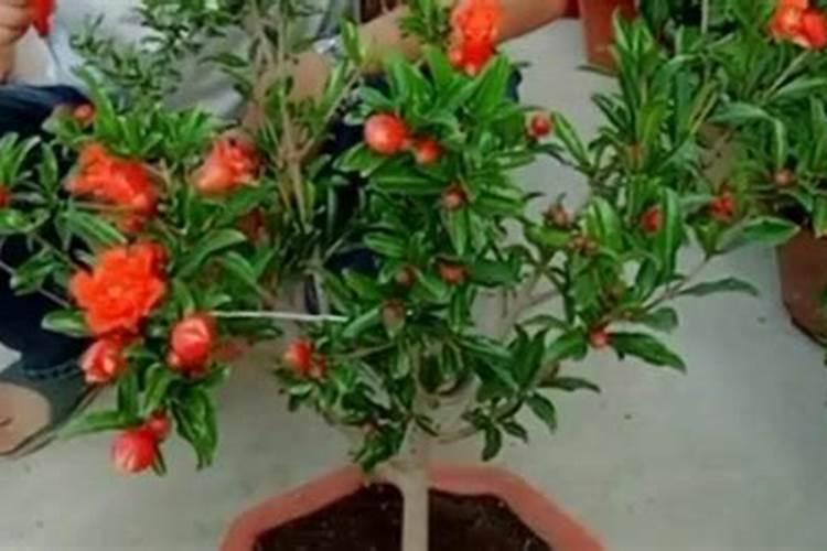 临汾有种植秋葵的吗？