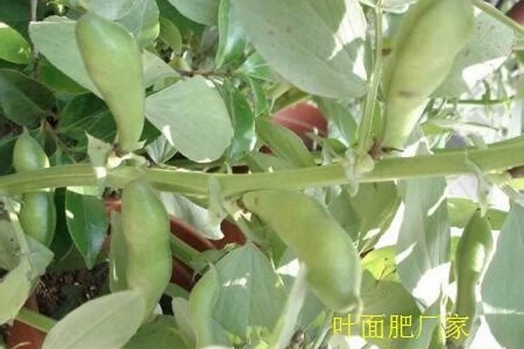 哪些速效肥