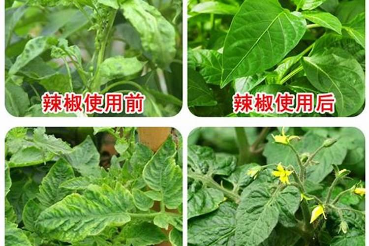 关于烟草的知识有哪些
