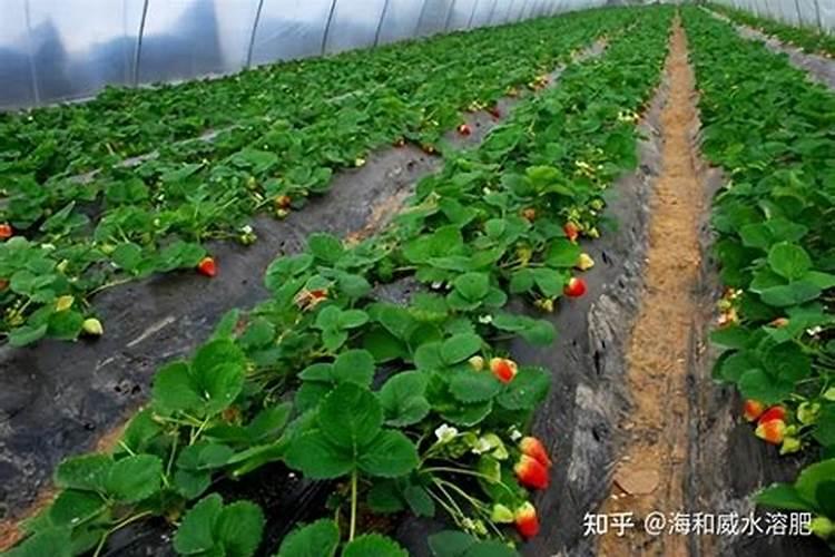 磷酸一铵和磷酸二氢钾怎么配才能得到三个20的平衡肥？