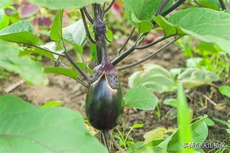 芹菜生长到什么时期喷施钾肥效果最好芹菜生长到什么时期啧施钾肥最好...