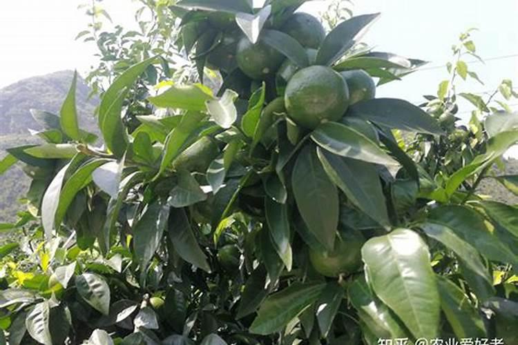苹果树6月份施什么肥