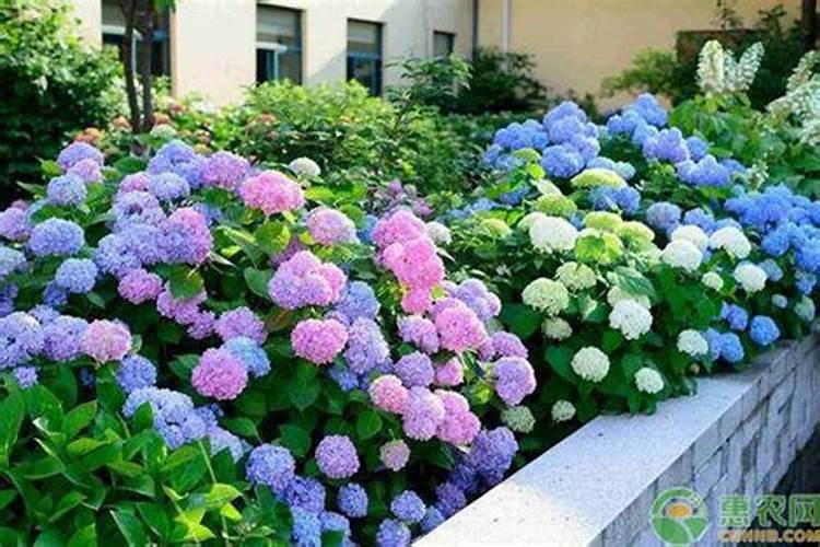 绣球花底肥放什么肥好 底肥施用方法